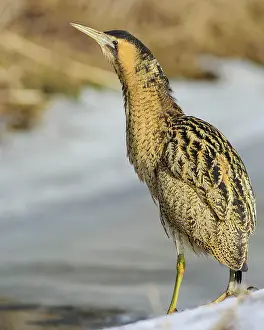 Bittern: Eurasian bittern (Botaurus stellaris) foraging Winter