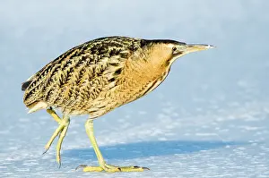 Bittern: Eurasian bittern (Botaurus stellaris) strides over