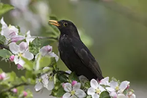 Trushes: Eurasian Blackbird -adult male in flowering apple