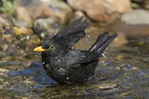Merula: Eurasian Blackbird - bathing male - Germany