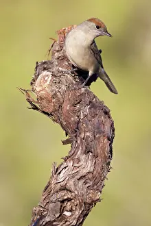 Blackcap: Eurasian blackcap