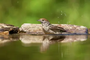 Atricapilla: Eurasian Blackcap