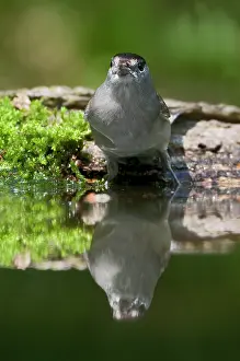 Atricapilla: Eurasian Blackcap