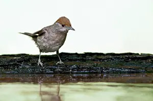 Atricapilla: Eurasian Blackcap
