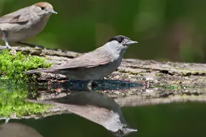 Atricapilla: Eurasian Blackcap