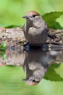 Atricapilla: Eurasian Blackcap