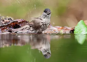Atricapilla: Eurasian Blackcap