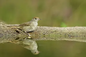 Atricapilla: Eurasian Blackcap