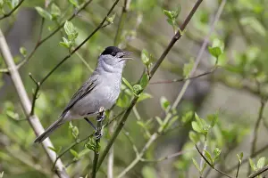 Atricapilla: Eurasian Blackcap