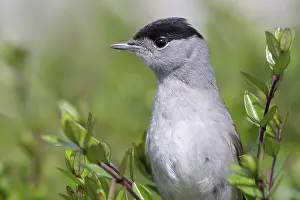 Atricapilla: Eurasian Blackcap
