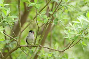 Atricapilla: Eurasian Blackcap
