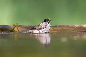 Atricapilla: Eurasian Blackcap