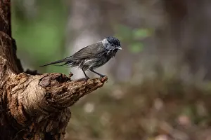 Passereau: EURASIAN BLACKCAP