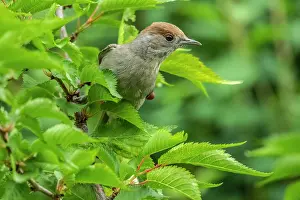 Blackcap: Eurasian blackcap - adult female blackcap sitting on a tree