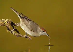 Blackcap: Eurasian Blackcap - adult female drinking water
