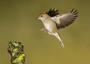 Blackcap: Eurasian Blackcap - adult female in flight