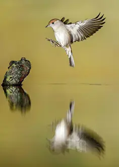 Blackcap: Eurasian Blackcap - adult female in flight - with reflection