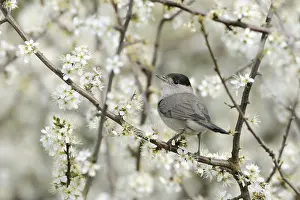 Bottom: Eurasian Blackcap (Sylvia atricapilla) male