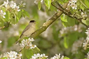 Atricapilla: Pear