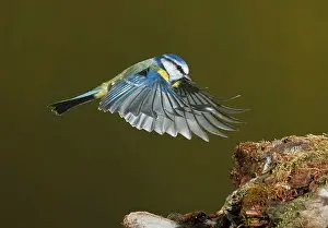 Mario Cea: Eurasian Blue Tit adult in flight