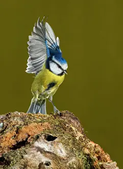 Mario Cea: Eurasian Blue Tit adult perched with wings raised