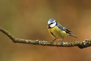 Dutch: Eurasian Blue Tit (Cyanistes caeruleus)