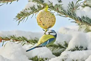 Birdseed: Eurasian blue tit (Cyanistes caeruleus), Bavaria
