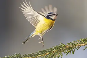 Lights: Eurasian blue tit (Cyanistes caeruleus) flying from a branch