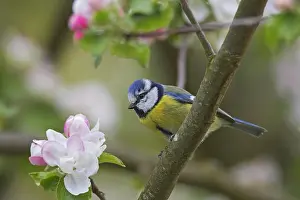 Apple: Eurasian blue tit (Cyanistes caeruleus) perched