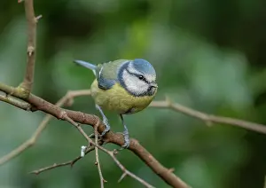 Cyanistes: Eurasian blue tit, Cyanistes caeruleus, in winter