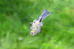 Nylon: Eurasian Blue Tit immature ringing the birds