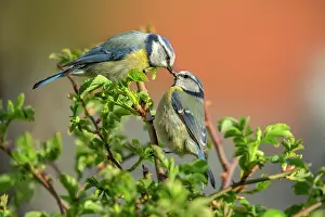 Giving: Eurasian blue tit - male blue tit is giving the female a bri