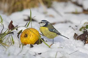 Apple: Eurasian blue tit (Parus caeruleus) feeding from