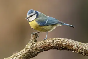 120618: Eurasian Blue Tit - perched on a branch Cantalejo