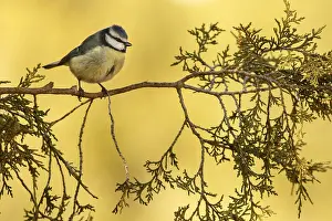 050618: Eurasian Blue Tit - perched on a branch - Castilla