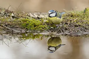 090418: Eurasian Blue Tit - on shore - Castilla Leon, Spain