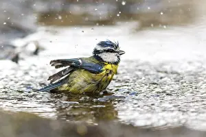 Comun: Eurasian Blue Tit - taking a bath - Castilla Leon, Spain