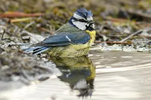 Comun: Eurasian Blue Tit - taking a bath - Castilla Leon, Spain