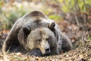 Joyful: Eurasian Brown Bear (Ursus arctos arctos) lying in a forest