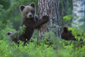 Joyful: Eurasian Brown Bear (Ursus arctos) cub in forest