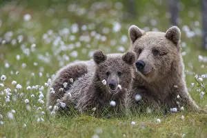 Joyful: Eurasian Brown Bear (Ursus arctos) mother with cub, Finland