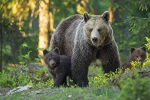 Joyful: Eurasian Brown Bear (Ursus arctos) mother with cubs in