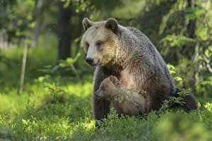Joyful: Eurasian Brown Bear (Ursus arctos) mother with cubs in forest