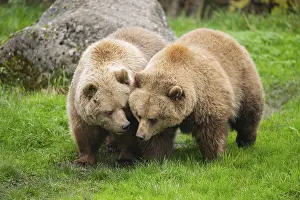 Joyful: Eurasian Brown Bears (Ursus arctos arctos) walking on a meadow