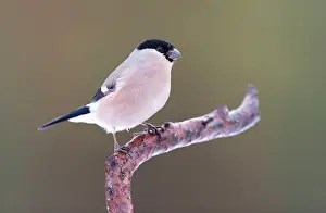 V Sterbottens: Eurasian Bullfinch