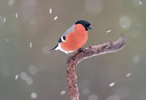 V Sterbottens: Eurasian Bullfinch