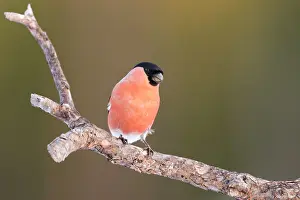 V Sterbottens: Eurasian Bullfinch