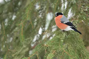 Kuusamo: Eurasian Bullfinch