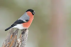Taiga: Eurasian Bullfinch