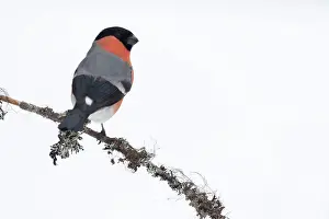 Kuusamo: Eurasian Bullfinch